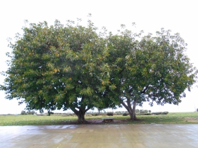 Foro Italico Magnolia